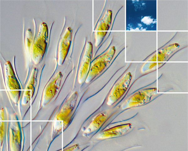 Titelbild Biologie