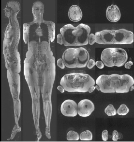 Head-to-toe images from a human volunteer